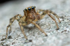 Plexippoides doenitzi