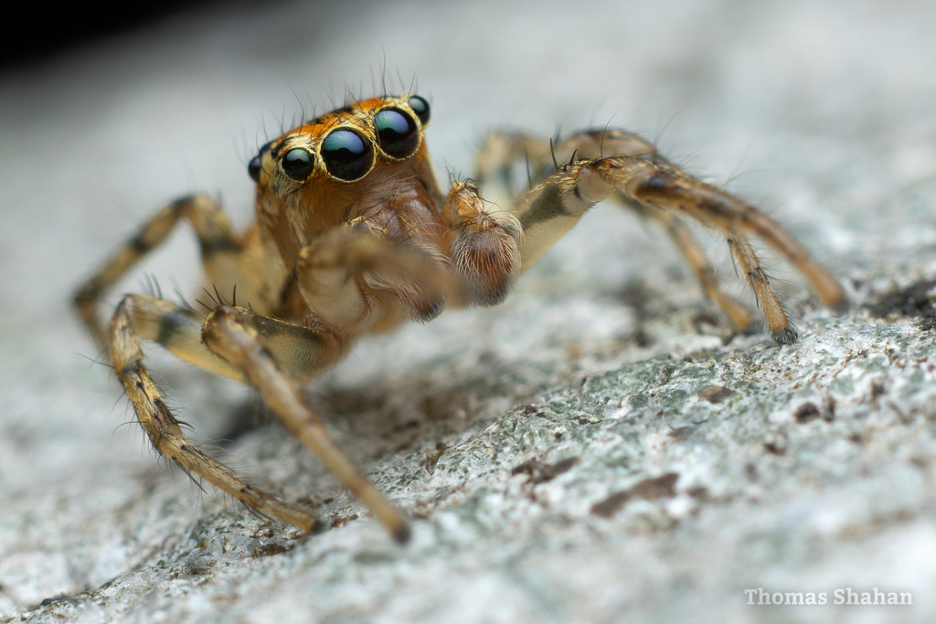 Plexippoides doenitzi