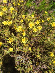 Cullumia reticulata