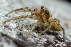 Plexippoides doenitzi