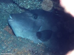 Canthidermis sufflamen