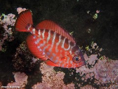 Heteropriacanthus fulgens