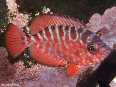 Heteropriacanthus fulgens