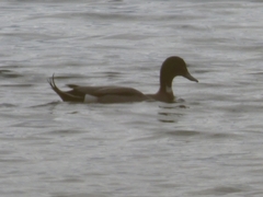Anas platyrhynchos × acuta