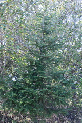 Picea jezoensis jezoensis
