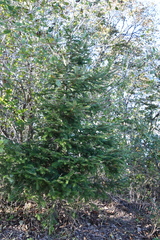Picea jezoensis jezoensis