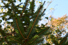 Picea jezoensis jezoensis