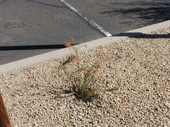 Russelia equisetiformis