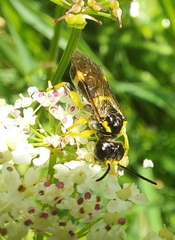 Tenthredo zonula