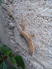 Anolis quercorum