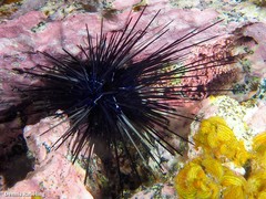 Diadema africanum