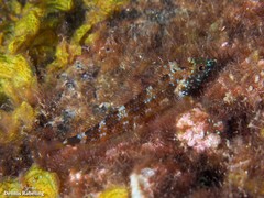 Black-faced Blenny