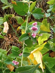 Alternanthera porrigens