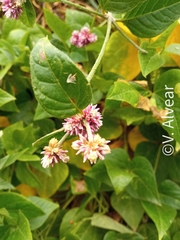 Alternanthera porrigens