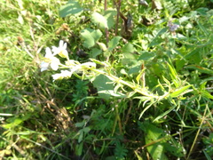 Achillea salicifolia
