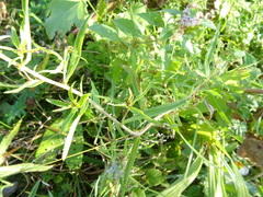 Achillea salicifolia