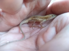 Anolis quercorum