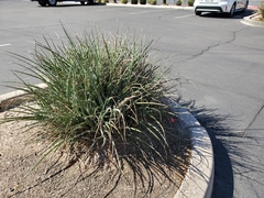 Hesperaloe parviflora