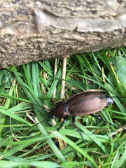 Carabus monilis