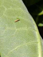 Danaus plexippus
