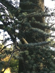 Cedrus atlantica