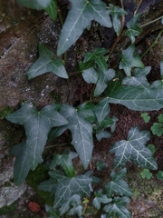 Hedera helix