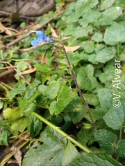Salvia scutellarioides