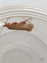 Limnephilus flavicornis