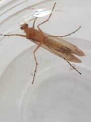 Limnephilus flavicornis