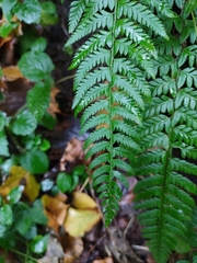 Polystichum aculeatum
