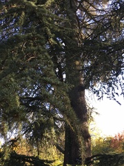 Cedrus atlantica