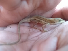 Anolis quercorum