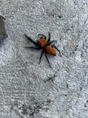 Phidippus cardinalis