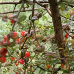 Galium hypocarpium
