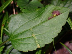 Bactericera antennata