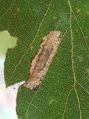Phyllonorycter messaniella