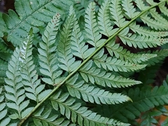 Polystichum aculeatum