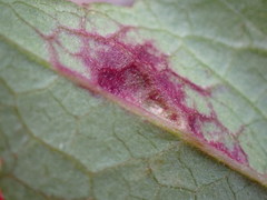 Bactericera antennata