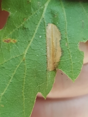 Phyllonorycter messaniella