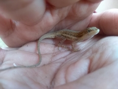 Anolis quercorum