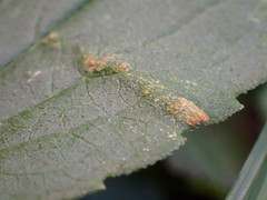 Bactericera antennata