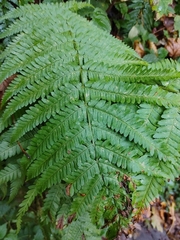 Dryopteris filix-mas