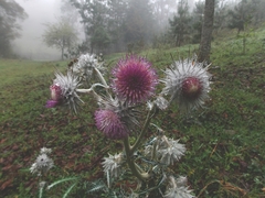 Cirsium ehrenbergii
