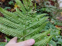 Dryopteris filix-mas