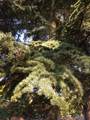 Cedrus libani