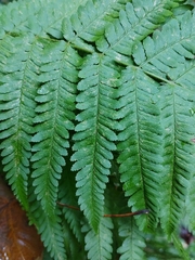 Dryopteris filix-mas