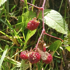 Rubus glaucus