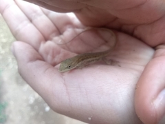 Anolis quercorum