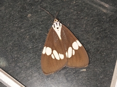 Nyctemera lacticinia