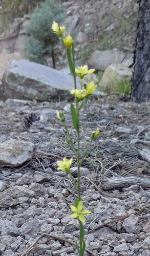 Image of New Mexico Yellow Flax (Linum neomexicanum) by (c) Andrew Tree, some rights reserved (CC BY)